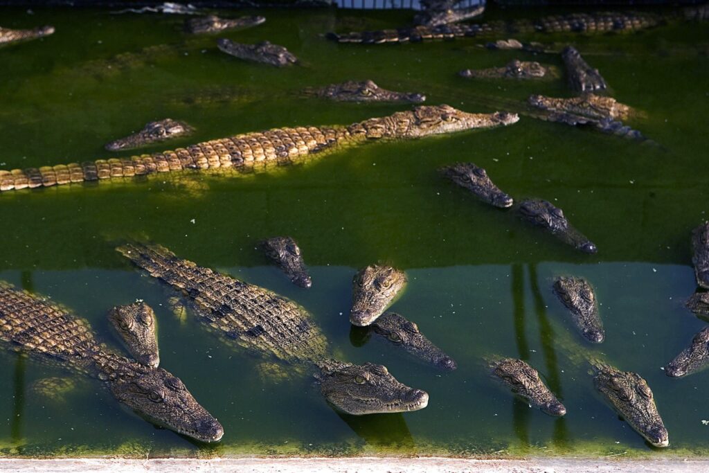 Granjero de cocodrilos es devorado por sus reptiles