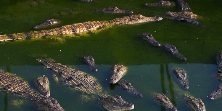 Granjero de cocodrilos es devorado por sus reptiles