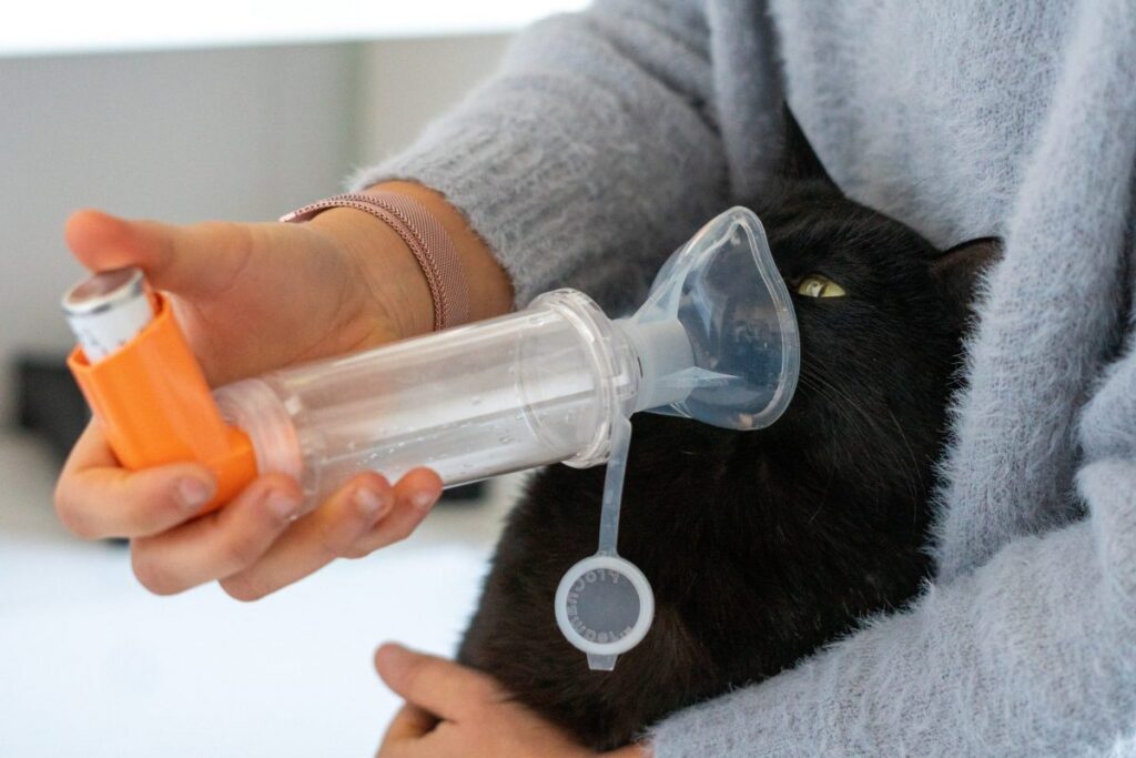 Mujer gasta 30 mil dólares para tratamiento de asma para su gato