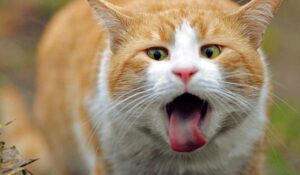 Mujer gasta 30 mil dolares para tratamiento de asma para su gato