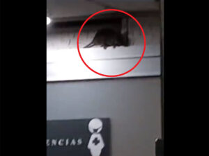 Rata pasea en un hospital del ISSSTE y se vuelve viral Video
