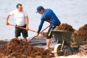 Refuerzan operativos de limpieza de playas en Solidaridad 1
