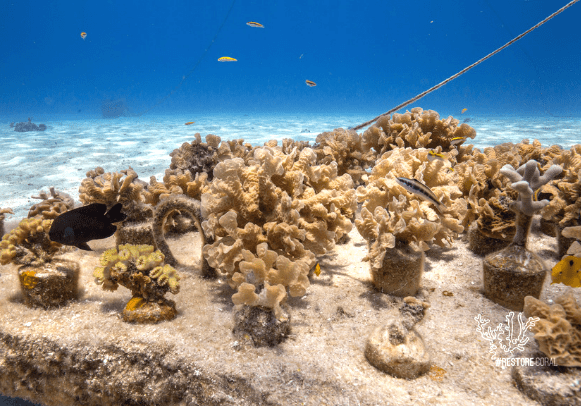 Arrecifes coralinos: ¿Cuál es la importancia de ellos?