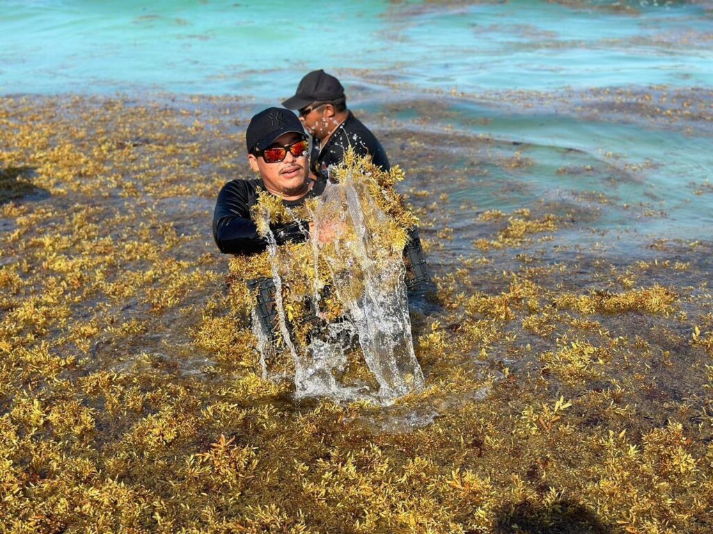 Gobierno de Benito Juárez intensifica recolección de sargazo en Playa Delfines