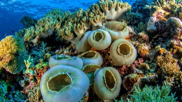 Arrecifes de coral: Conoce los más importantes del mundo