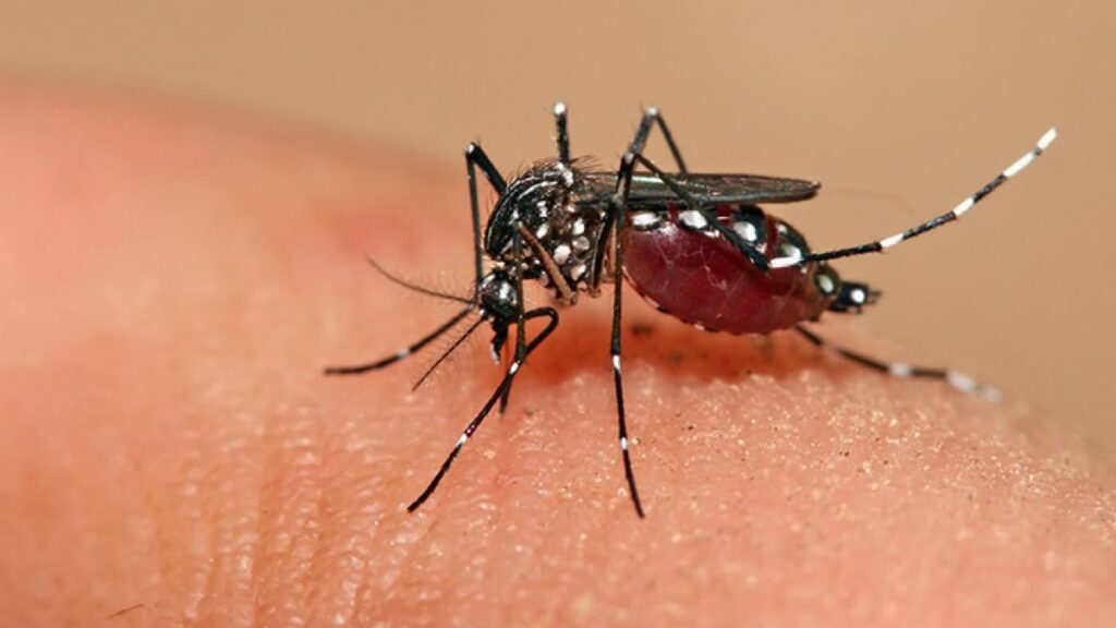 Suma Quintana Roo su tercera muerte por dengue en 2023