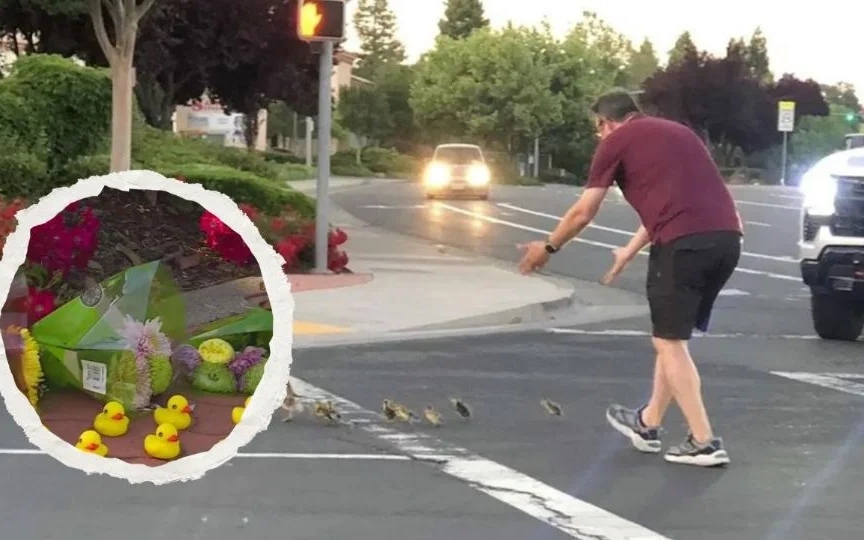 Por ayudar a familia de patos a cruzar la calle, fallece hombre en EE.UU.