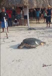 Turistas hostigan a tortuga que llegaba a playas de Holbox a anidar 