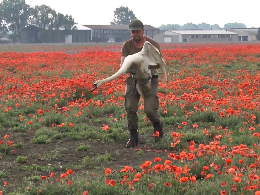 Viral: Cisnes adictos a la amapola, una situación sin precedentes