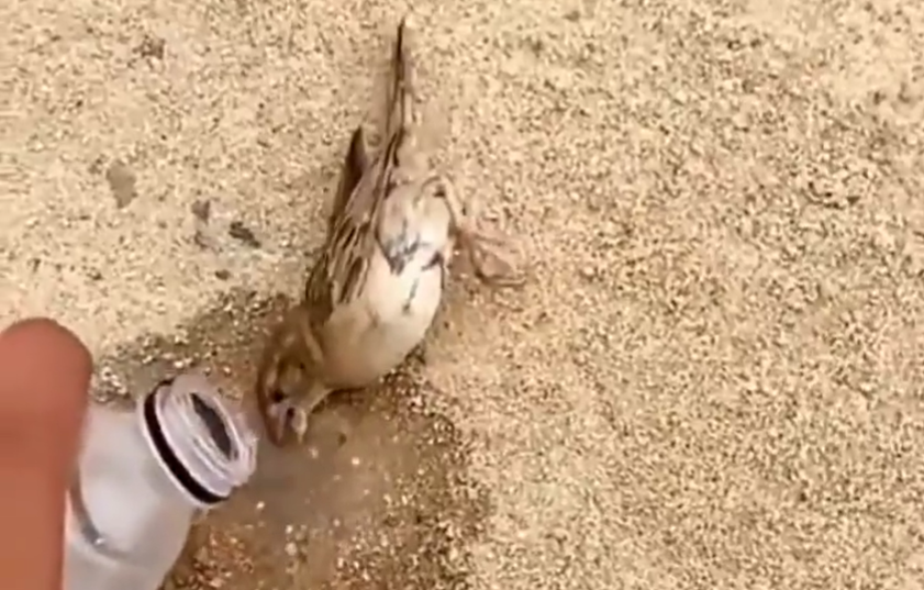 Video Viral: Pájaro revive milagrosamente después de recibir agua