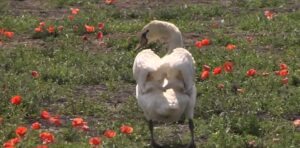 Viral: Cisnes adictos a la amapola, una situación sin precedentes