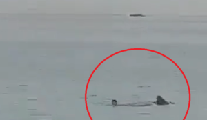 VIDEO VIRAL: Ciudadano ruso muere en ataque de tiburón tigre