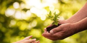 ¡Cultivando futuros verdes! Enseña a los niños a cuidar las plantas y la naturaleza en general