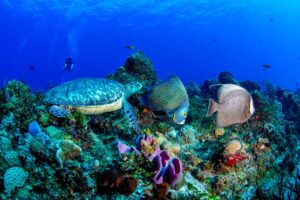 Descubre las maravillas naturales de Quintana Roo: Áreas Protegidas que cautivan al mundo