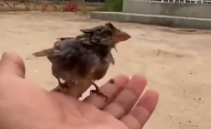 Video Viral: Pájaro revive milagrosamente después de recibir agua