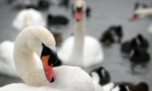 Viral: Cisnes adictos a la amapola, una situación sin precedentes