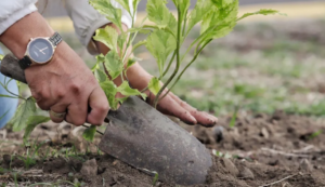 Se gradúa de la Universidad de Tamaulipas y de regalo le dan un árbol