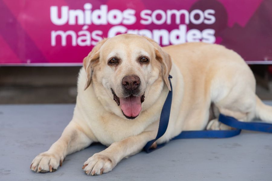 Realizan ceremonia de jubilación del binomio canino “Luna”