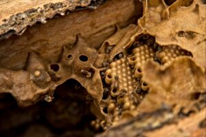 Xel-Há celebra la cosecha de miel melipona para promover la conservación