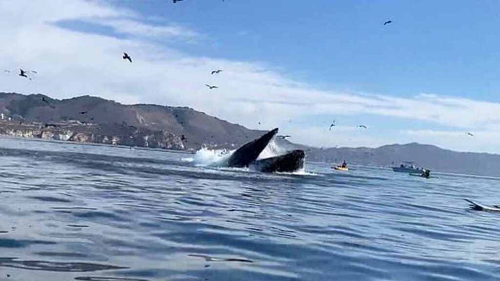 Ballena se traga a dos mujeres en kayak y las escupe (VIDEO)