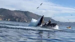 Ballena se traga a dos mujeres en kayak y las escupe VIDEO