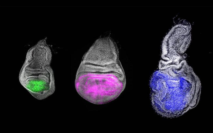 Descubren el gen Chinmo, el secreto de la juventud revelado por investigadores