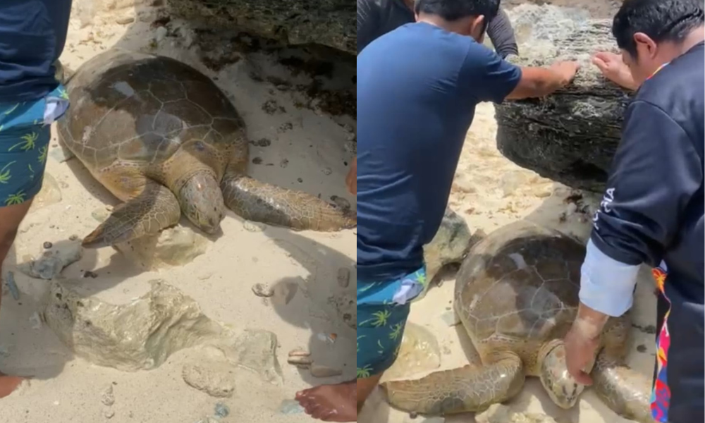 Auxilian y rescatan a dos Tortugas Marinas en Isla Mujeres