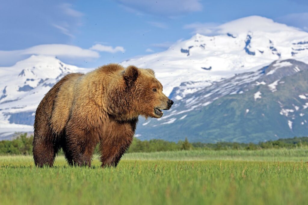 Fotógrafos en Alaska son sorprendidos por un enorme oso (VIDEO)