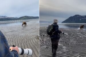 Fotografos en Alaska son sorprendidos por un enorme oso VIDEO