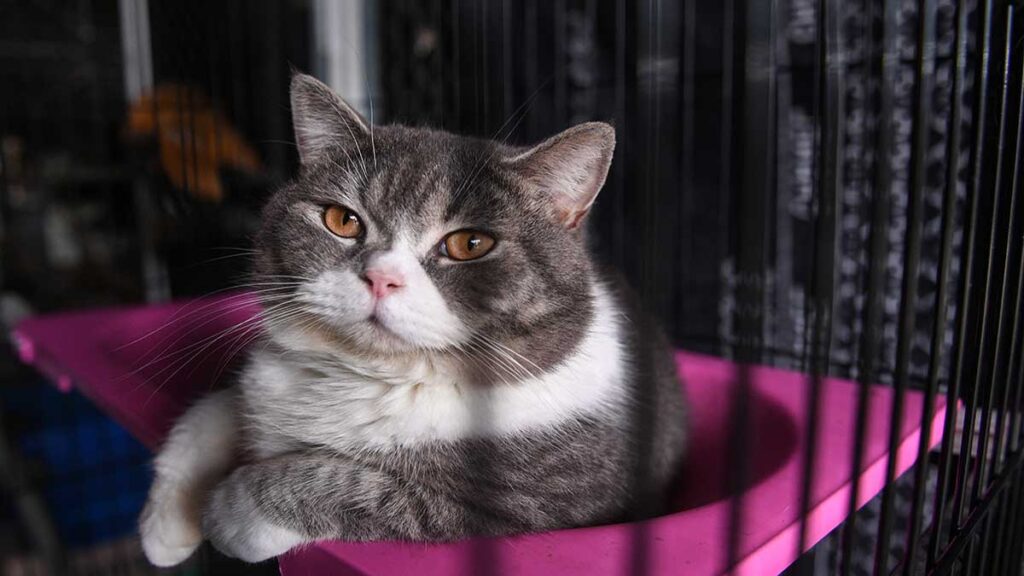 Gatita sobrevive a un balazo luego de escapar de casa