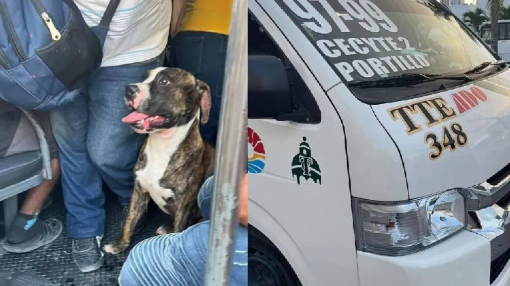 Perro de la combi en Cancún fue rescatado