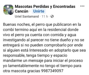 Perro de la combi en Cancun fue rescatado