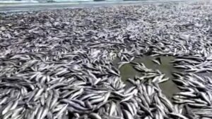 Sardinas muertas aparecen en Sinaloa 1