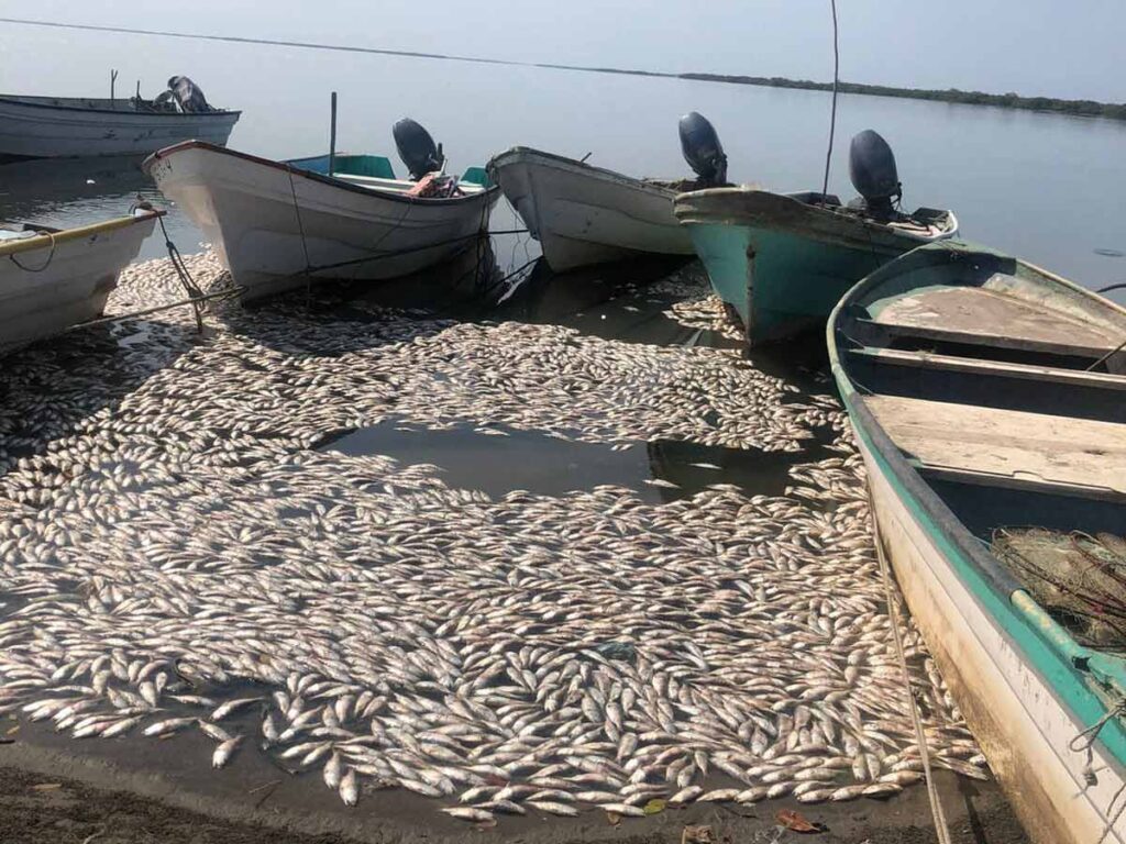 Sardinas muertas aparecen en Sinaloa