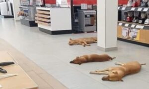 Tienda en Durango deja entrar a perros por la ola de calor