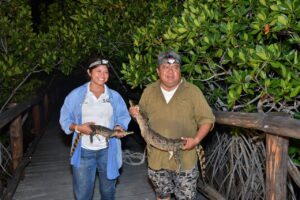 Registran 350 cocodrilos en Laguna Colombia Punta Sur, Cozumel