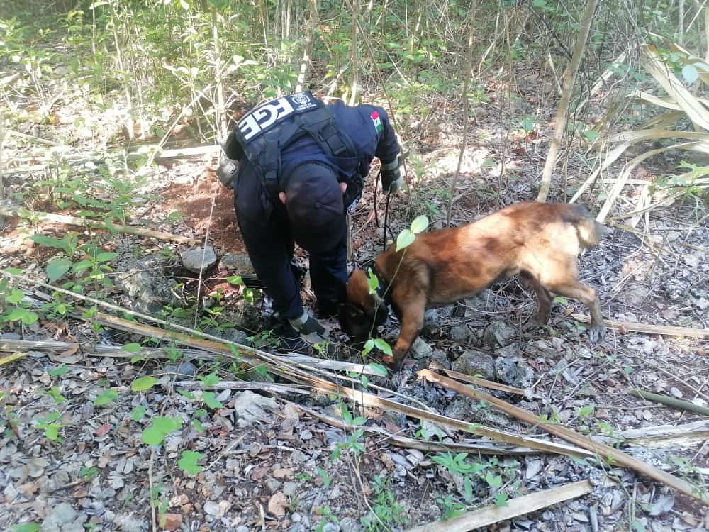 FGE Quintana Roo localiza restos óseos durante operativo en José María Morelos