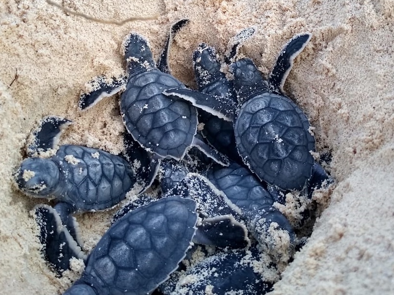 Registran en Cozumel el nacimiento de las primeras 570 tortugas