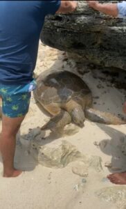 Auxilian y rescatan a dos Tortugas Marinas en Isla Mujeres