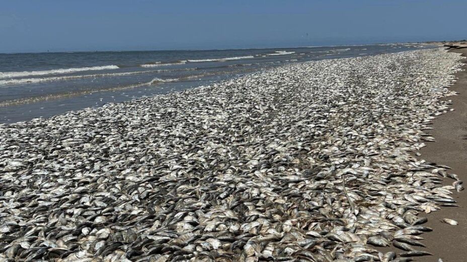 ¿Qué está pasando? Aparecen miles de peces muertos en playa de Texas