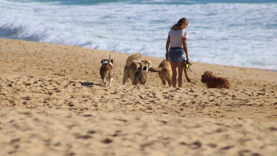 Playas de Cancún: ¿Cuáles de estas son Pet Friendly?