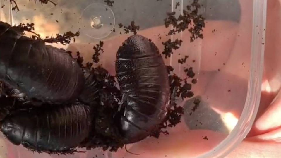 ¿Cómo sobrevivió? Descubre cucaracha carnívora que se creía extinta hace 100 años (VIDEO)