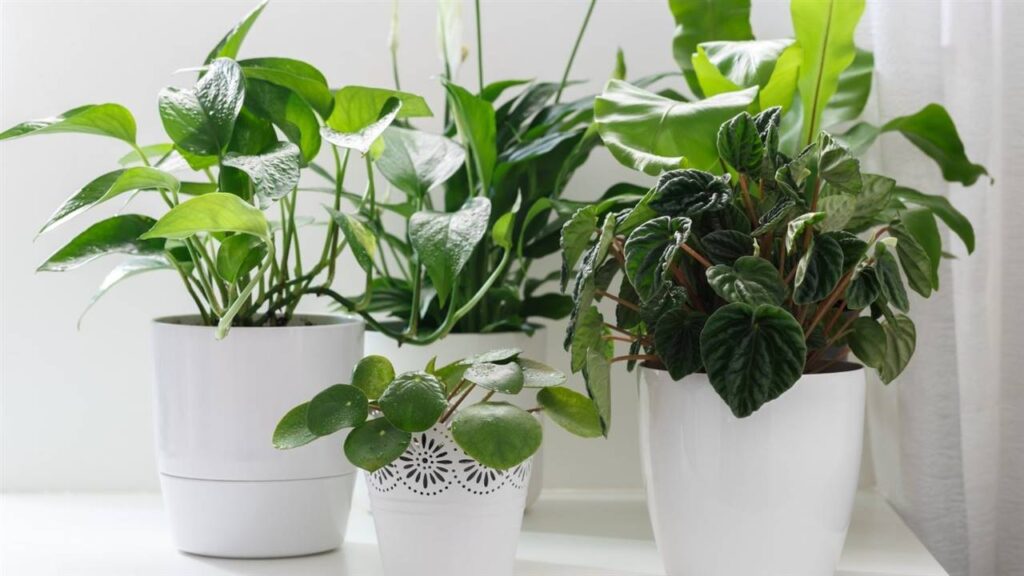 Plantas de interior: Conoce las 5 más resistentes y fáciles de cuidar