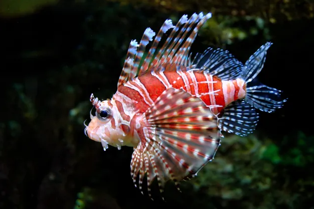 Las 13 criaturas más extrañas y peligrosas de las profundidades marinas