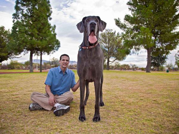 Razas de perros: Conoce las 10 más grandes que existen