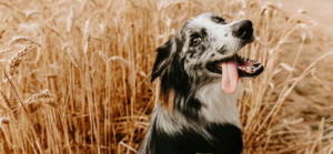 ¿Cómo ven los perros? Descubre cómo perciben el mundo que los rodea