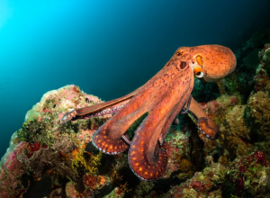 Las 13 criaturas más extrañas y peligrosas de las profundidades marinas