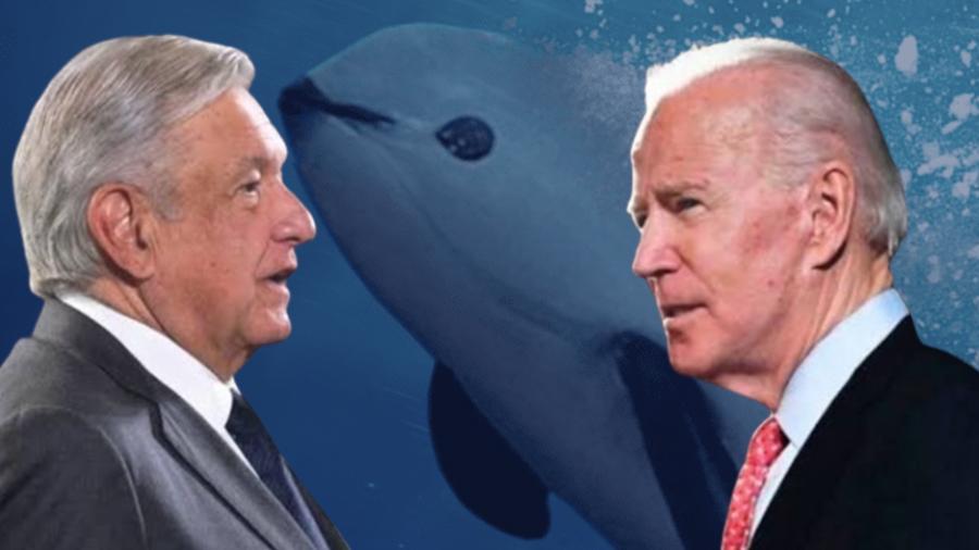 AMLO agradece a Biden por no sancionar a México por conservación de vaquita marina