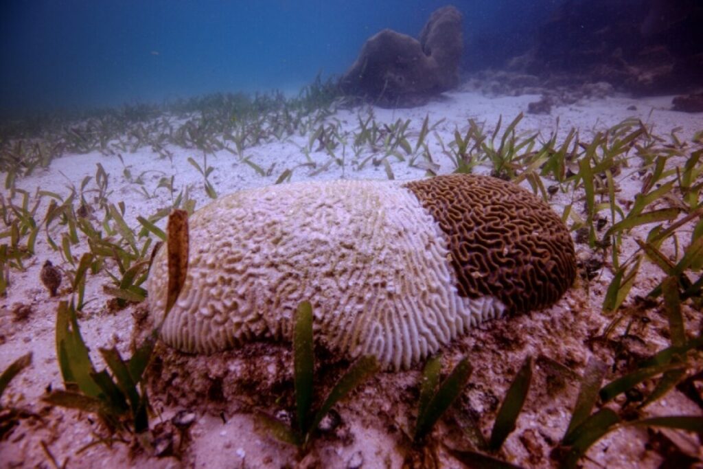 Corales de Puerto Morelos los más afectados por altas temperaturas.