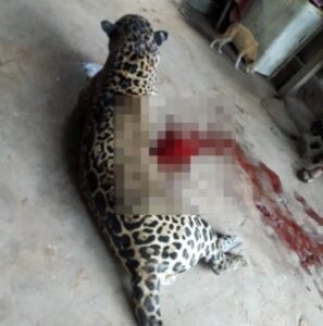 Joven en Tulum sobrevive a un ataque de jaguar 1